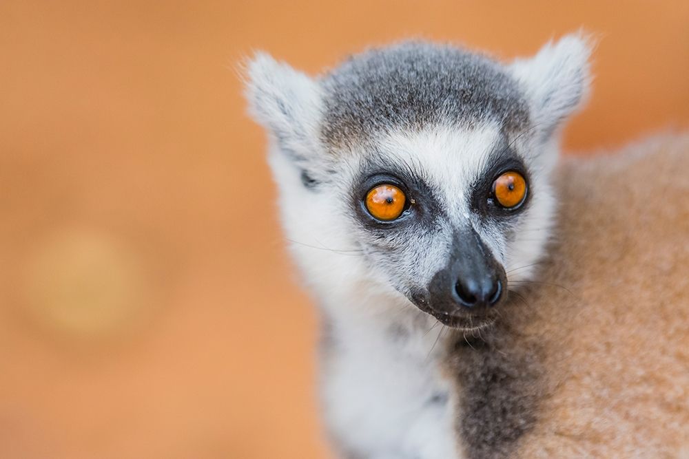 Madagascar-Berenty-Berenty Reserve Ring-tailed lemur